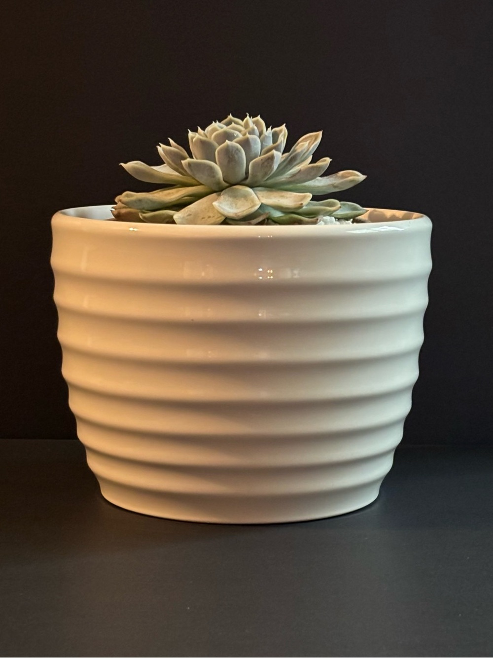 Casta Farms Elegant Wave Pot | White 1.40-Qt
